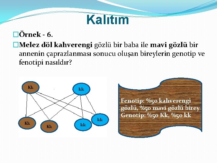 Kalıtım �Örnek - 6. �Melez döl kahverengi gözlü bir baba ile mavi gözlü bir