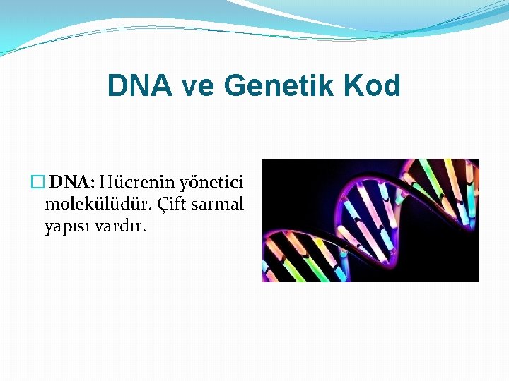 DNA ve Genetik Kod � DNA: Hücrenin yönetici molekülüdür. Çift sarmal yapısı vardır. 