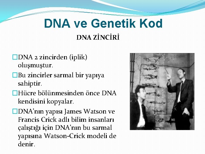 DNA ve Genetik Kod DNA ZİNCİRİ �DNA 2 zincirden (iplik) oluşmuştur. �Bu zincirler sarmal