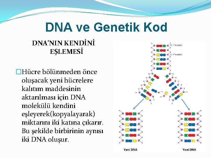 DNA ve Genetik Kod DNA’NIN KENDİNİ EŞLEMESİ �Hücre bölünmeden önce oluşacak yeni hücrelere kalıtım