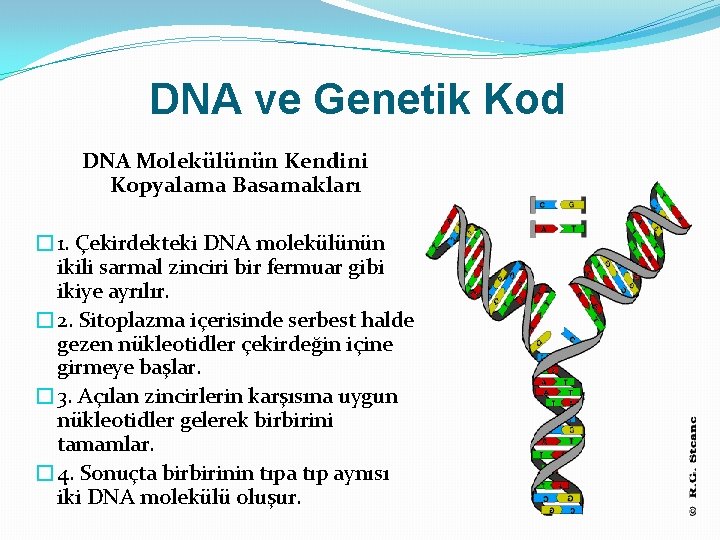DNA ve Genetik Kod DNA Molekülünün Kendini Kopyalama Basamakları � 1. Çekirdekteki DNA molekülünün