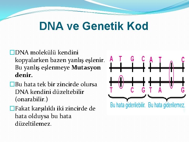 DNA ve Genetik Kod �DNA molekülü kendini kopyalarken bazen yanlış eşlenir. Bu yanlış eşlenmeye