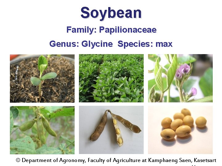 Soybean Family: Papilionaceae Genus: Glycine Species: max © Department of Agronomy, Faculty of Agriculture