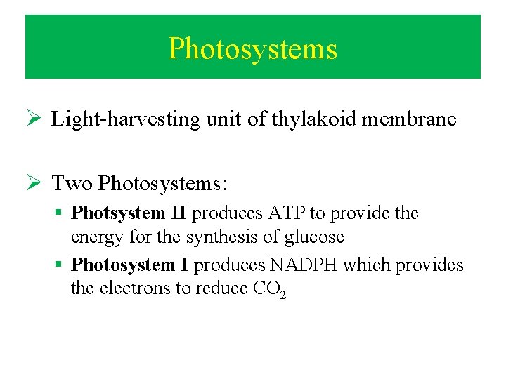Photosystems Ø Light-harvesting unit of thylakoid membrane Ø Two Photosystems: § Photsystem II produces