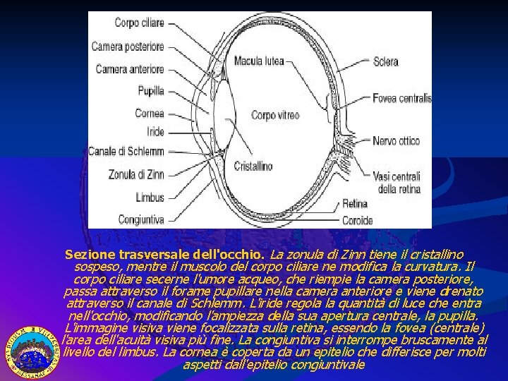 Sezione trasversale dell'occhio. La zonula di Zinn tiene il cristallino sospeso, mentre il muscolo