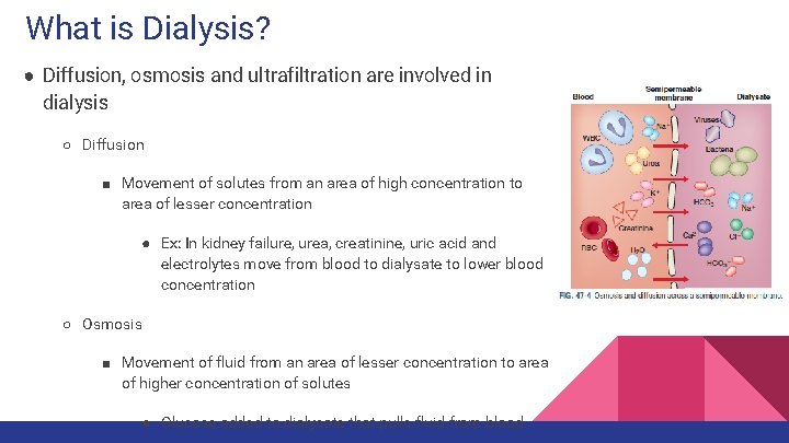 What is Dialysis? ● Diffusion, osmosis and ultrafiltration are involved in dialysis ○ Diffusion