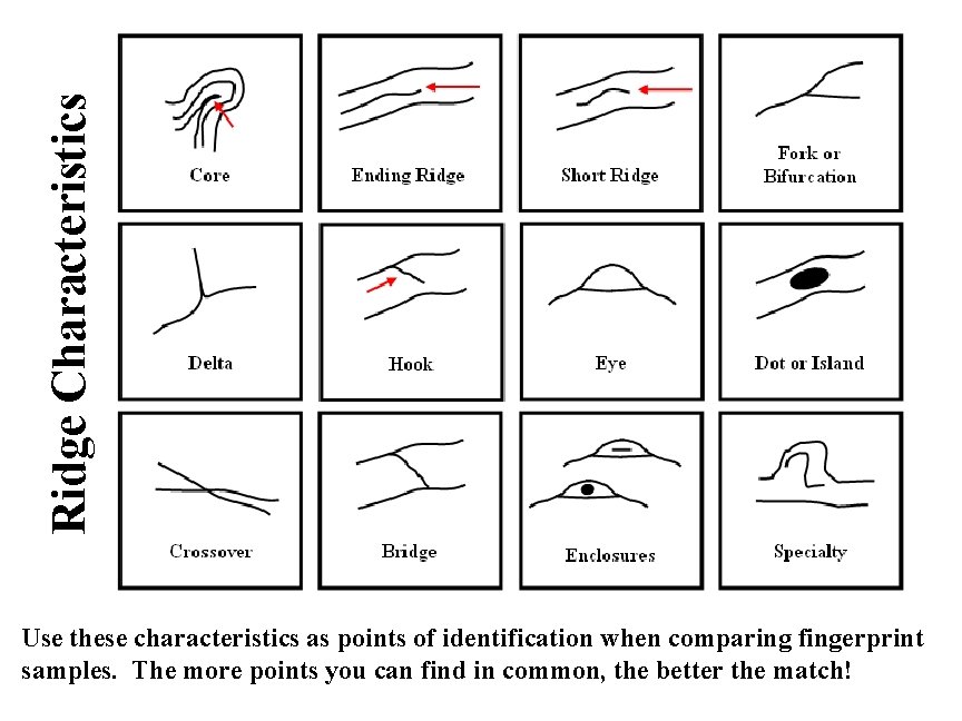 Ridge Characteristics Use these characteristics as points of identification when comparing fingerprint samples. The