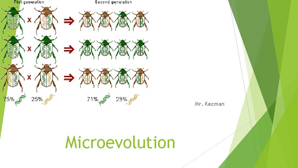 Mr. Kecman Microevolution 