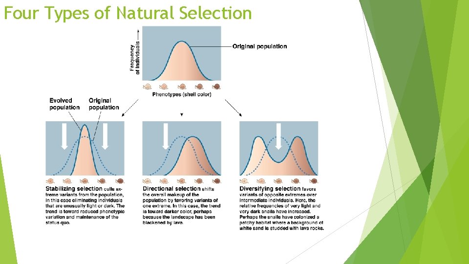 Four Types of Natural Selection 