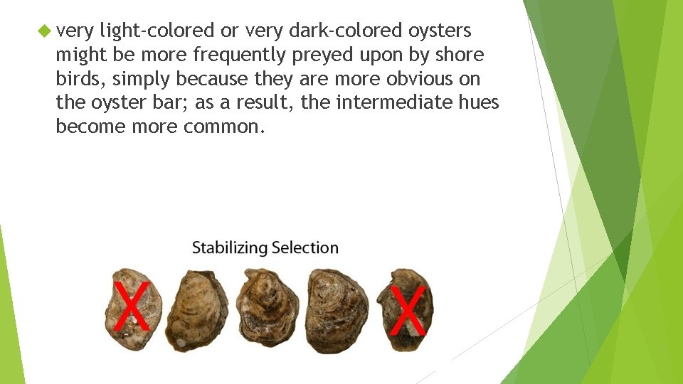  very light-colored or very dark-colored oysters might be more frequently preyed upon by