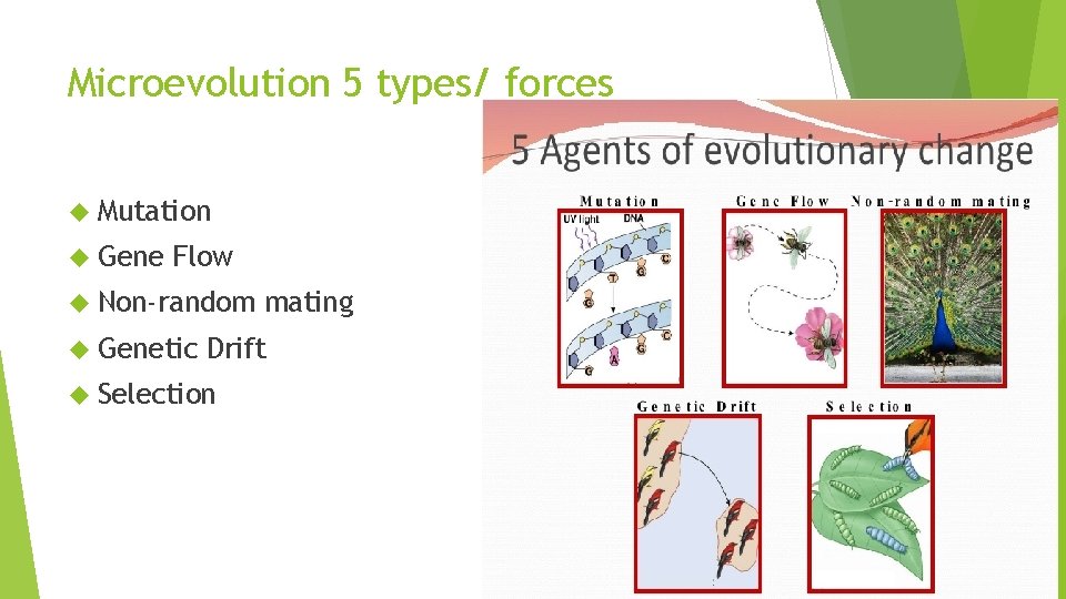 Microevolution 5 types/ forces Mutation Gene Flow Non-random Genetic mating Drift Selection 