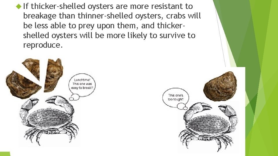  If thicker-shelled oysters are more resistant to breakage than thinner-shelled oysters, crabs will