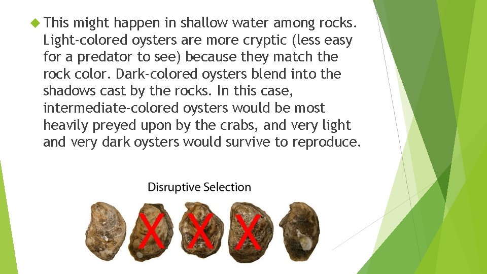  This might happen in shallow water among rocks. Light-colored oysters are more cryptic