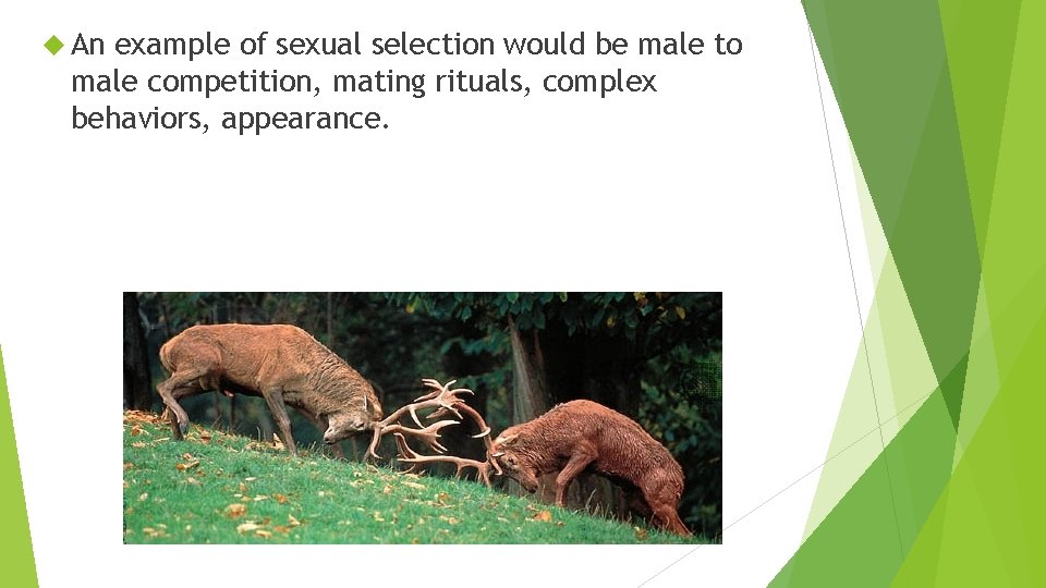  An example of sexual selection would be male to male competition, mating rituals,
