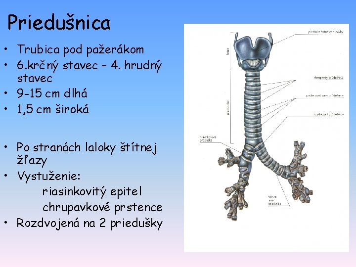 Priedušnica • Trubica pod pažerákom • 6. krčný stavec – 4. hrudný stavec •