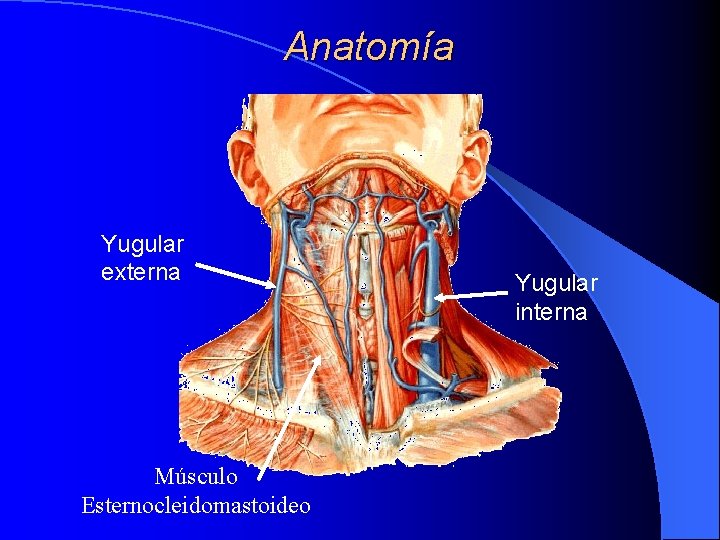 Anatomía Yugular externa Músculo Esternocleidomastoideo Yugular interna Anatomía Yugular externa Músculo Esternocleidomastoideo Yugular interna