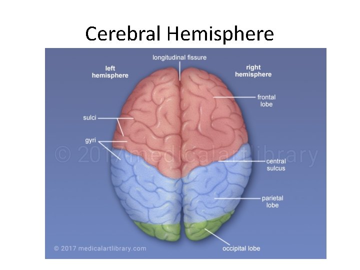 Cerebral Hemisphere 