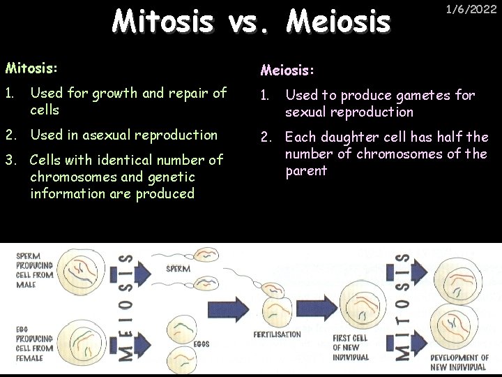 Mitosis vs. Meiosis Mitosis: Meiosis: 1. Used for growth and repair of cells 2.