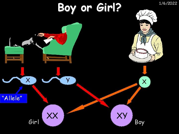 Boy or Girl? X Y 1/6/2022 X “Allele” Girl XX XY Boy 
