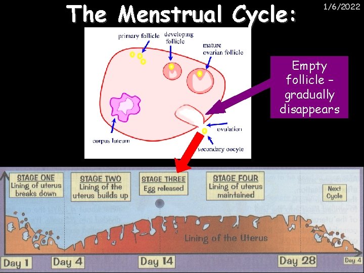 The Menstrual Cycle: 1/6/2022 Empty follicle – gradually disappears 