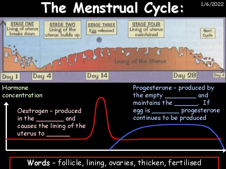 The Menstrual Cycle: Hormone concentration Oestrogen – produced in the _______ and causes the