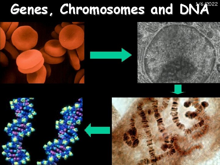 Genes, Chromosomes and DNA 1/6/2022 