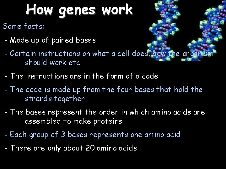 How genes work 1/6/2022 Some facts: - Made up of paired bases - Contain