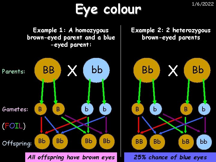 Eye colour Example 1: A homozygous brown-eyed parent and a blue -eyed parent: X