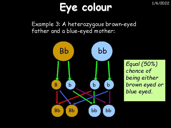 Eye colour 1/6/2022 Example 3: A heterozygous brown-eyed father and a blue-eyed mother: Bb