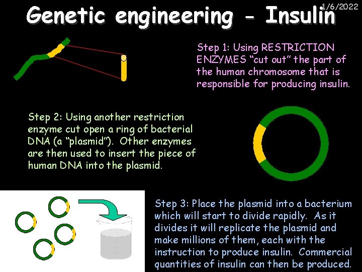 Genetic engineering - Insulin 1/6/2022 Step 1: Using RESTRICTION ENZYMES “cut out” the part