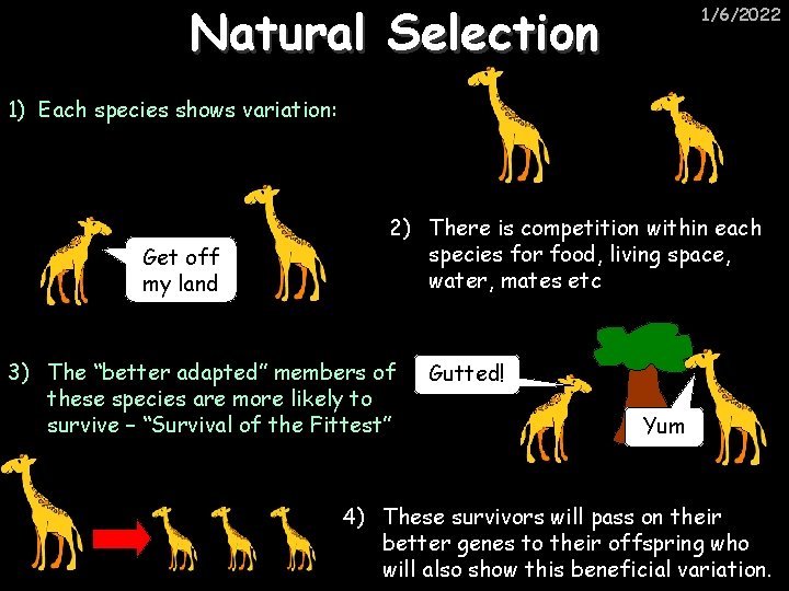 Natural Selection 1/6/2022 1) Each species shows variation: Get off my land 2) There