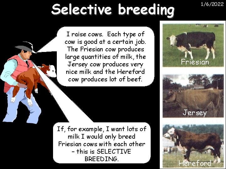 Selective breeding I raise cows. Each type of cow is good at a certain