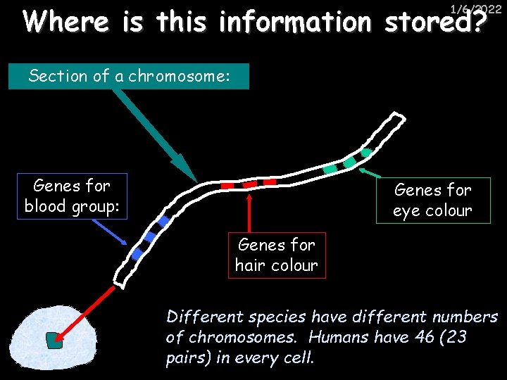 Where is this information stored? 1/6/2022 Section of a chromosome: Genes for blood group: