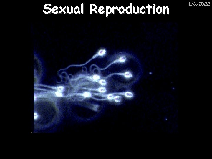 Sexual Reproduction 1/6/2022 