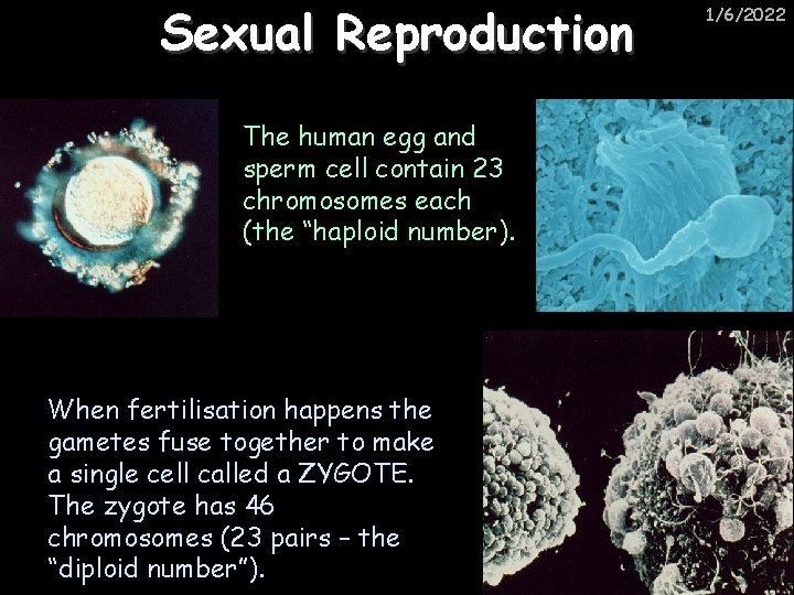 Sexual Reproduction The human egg and sperm cell contain 23 chromosomes each (the “haploid