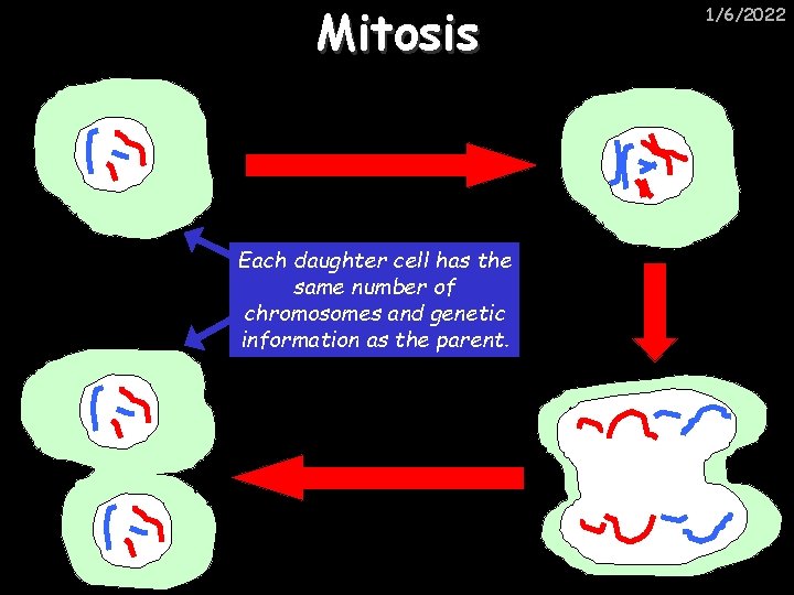 Mitosis Each daughter cell has the same number of chromosomes and genetic information as