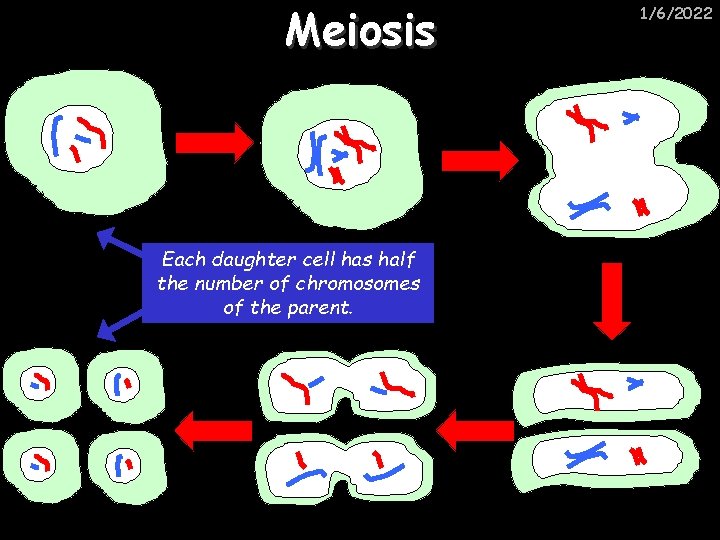 Meiosis Each daughter cell has half the number of chromosomes of the parent. 1/6/2022