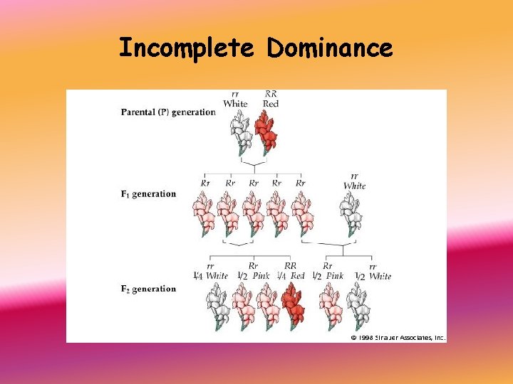 Incomplete Dominance 
