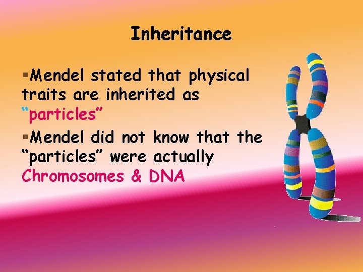 Inheritance §Mendel stated that physical traits are inherited as “particles” §Mendel did not know