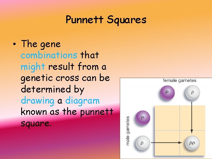 Punnett Squares • The gene combinations that might result from a genetic cross can