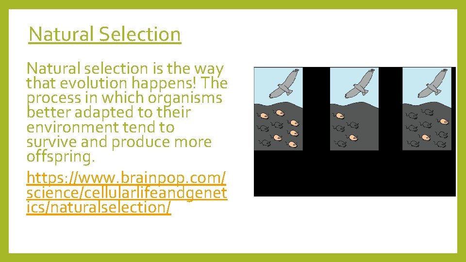 Natural Selection Natural selection is the way that evolution happens! The process in which