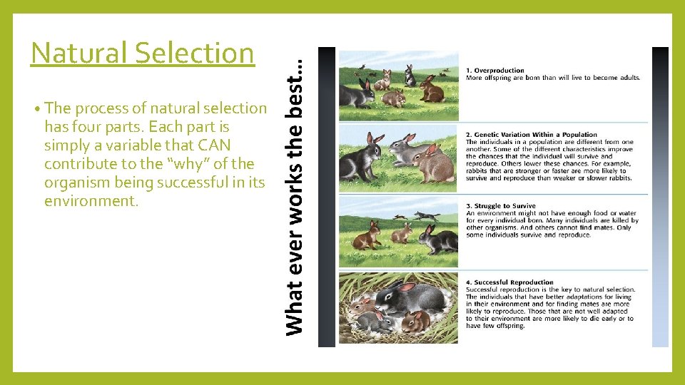 Natural Selection • The process of natural selection has four parts. Each part is