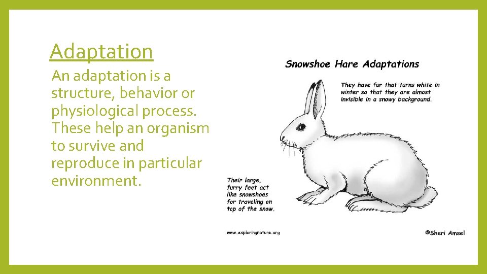 Adaptation An adaptation is a structure, behavior or physiological process. These help an organism