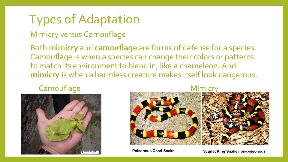 Types of Adaptation Mimicry versus Camouflage Both mimicry and camouflage are forms of defense