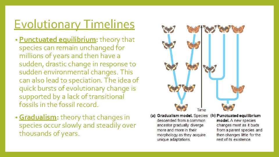Evolutionary Timelines • Punctuated equilibrium: theory that species can remain unchanged for millions of