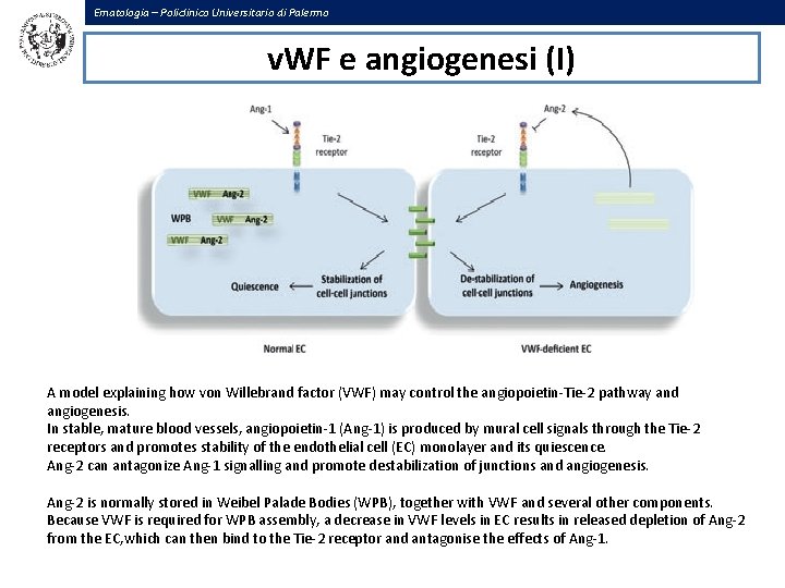 Ematologia – Policlinico Universitario di Palermo v. WF e angiogenesi (I) A model explaining