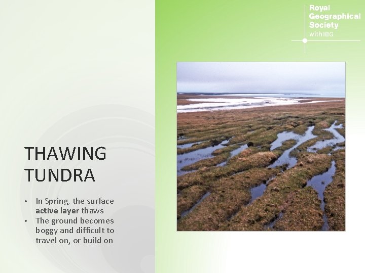 THAWING TUNDRA In Spring, the surface active layer thaws • The ground becomes boggy