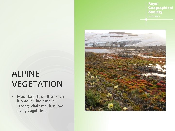 ALPINE VEGETATION Mountains have their own biome: alpine tundra • Strong winds result in