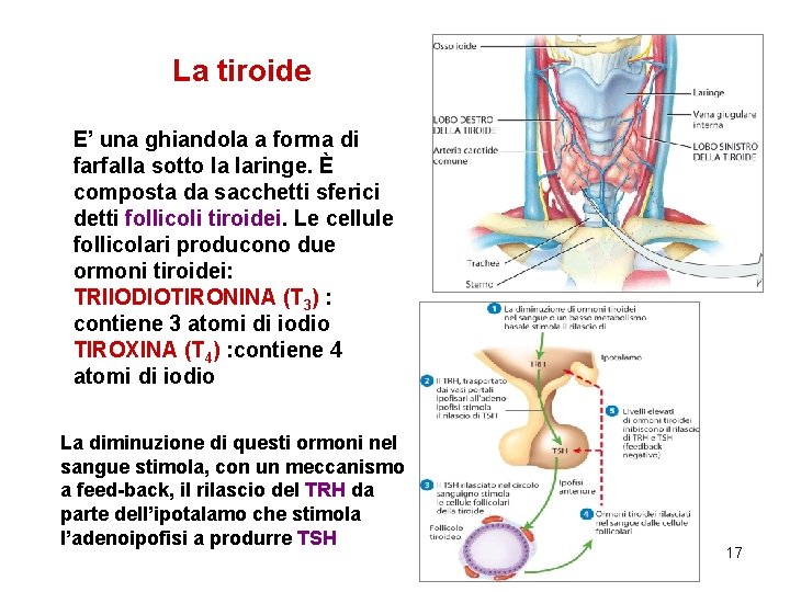 La tiroide E’ una ghiandola a forma di farfalla sotto la laringe. È composta
