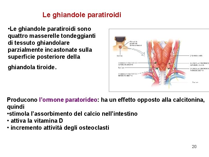 Le ghiandole paratiroidi • Le ghiandole paratiroidi sono quattro masserelle tondeggianti di tessuto ghiandolare